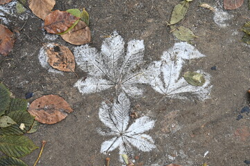 Traces feuilles d'arbres givre neige hiver