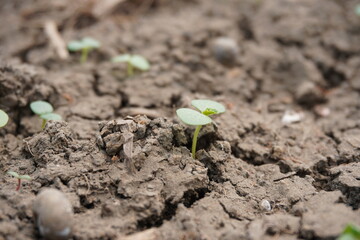 A tiny sesame seedling is sprouted from the soil in close up