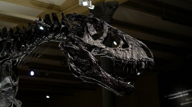 T-Rex Skelett, T-rex sch&auml;del in slow motion im Museum.