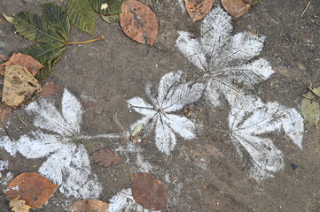 Traces feuilles d'arbres givre neige hiver