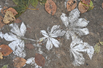 Traces feuilles d'arbres givre neige hiver