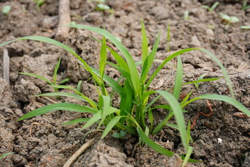 Echinochloa crus-galli, commonly known as barnyard grass or cockspur grass on the field in close up with a blurry background 
