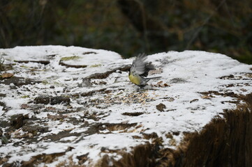petit oiseau dans la neige