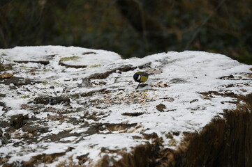 petit oiseau dans la neige