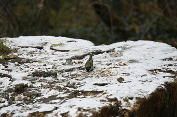 petit oiseau dans la neige