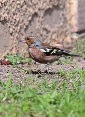 A chaffinch bird with brown and black feathers stands alert on grassy ground, surrounded by green plants near a rustic wall.  
