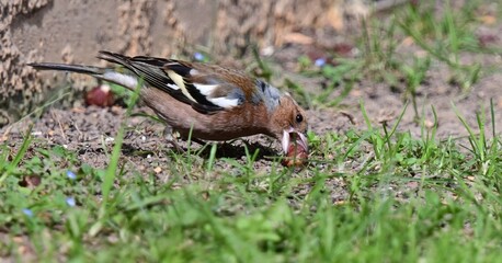 A chaffinch bird with colorful feathers pecks at a nut on the ground, surrounded by grass and small flowers in sunlight.  
