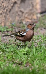 A chaffinch bird with brown and black feathers stands alert on grassy ground, surrounded by green plants near a rustic wall.  
