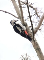 A great spotted woodpecker with black, white, and red plumage clings to a tree trunk, surrounded by bare branches against a bright sky.  
