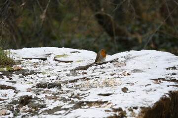 petit oiseau dans la neige