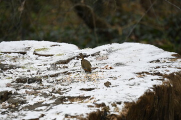 petit oiseau dans la neige