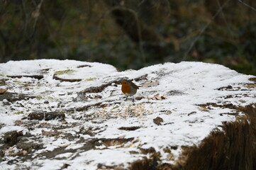 petit oiseau dans la neige