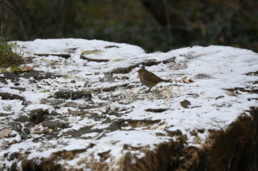 petit oiseau dans la neige