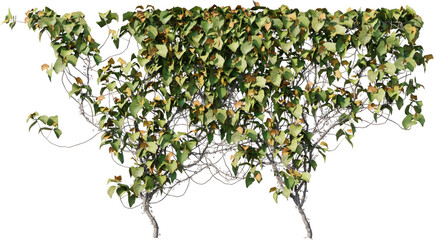 Vines, Ivy, Climbing Plants, Wall Plants
