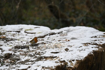 petit oiseau dans la neige