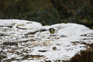 petit oiseau dans la neige