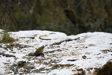 petit oiseau dans la neige