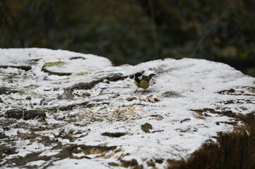 petit oiseau dans la neige