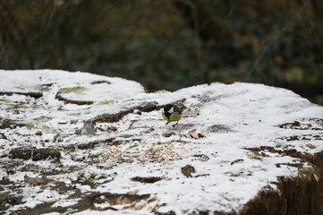 petit oiseau dans la neige