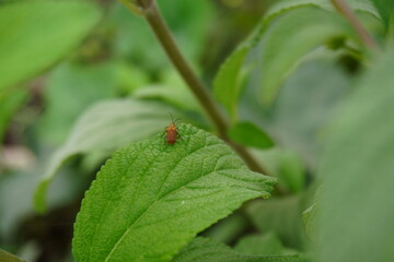 A red bug is resting on a green leaf in close up with a blurry greenery background 