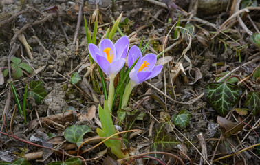 A pair of lilac crocuses growing on the ground
