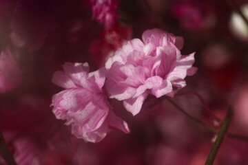 Close-up view of pink and white baby's breath flowers. Delicate flowers blooming in the soft light