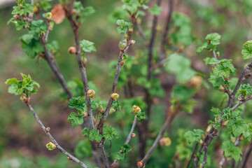 Obraz premium Blackcurrant Gall or Big Bud Mite pest. Infected enlarged round buds on young currant bush in Spring