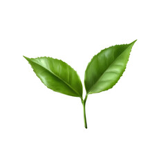 Obraz premium Two lush green tea leaves display their rich color and intricate details against a transparent background, emphasizing natural elegance.