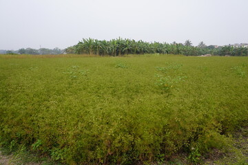 The field of the coriander, a cluster of banana trees in the middle of the field 