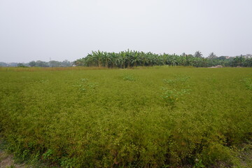 The green lentil field beside the banana garden with clear blue sky background 
