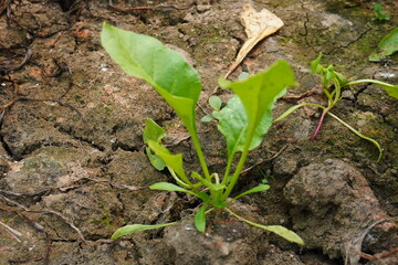 Arugula (Eruca sativa), also known as rocket or roquette plant has found on the cracked ground 