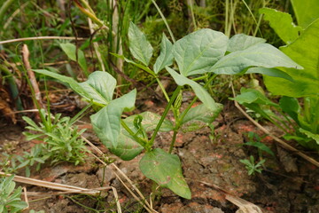 Young yardlong Bean plants are growing on the ground 
