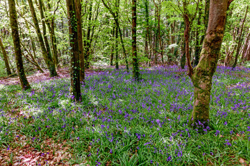 Bluebell blossom in the forest, Ireland