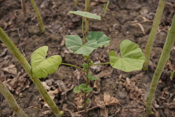 The mallow or cheese weed plant is growing on the field 