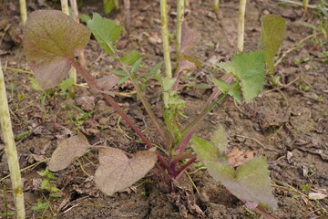 Fodder Radish plant on the ground 