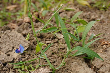 The grass pea plant is growing on the field, a tiny blue flower on it