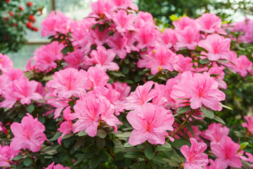 Fototapeta premium Blooming pink japan Azalea Ericaceae bush, Geisha Purple, rhododendron flower macro, background. Evergreen decorative plant outdoor or in orangery in botanical garden. Gardeining, plant breeding