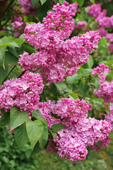 Obraz premium Blooming purple lilac flowers in sunny day in garden, close up, macro background with copy space. Gardeing, plant breeding. Spring wallpaper, floral backdrop.