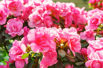 Blooming pink japan Azalea Ericaceae bush, Rosinetta, rhododendron flower background. Evergreen decorative plant outdoor or in orangery in botanical garden. Gardeining, plant breeding