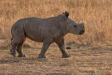 Fototapeta premium Ryno in South Africa