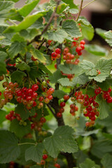 red currant bush