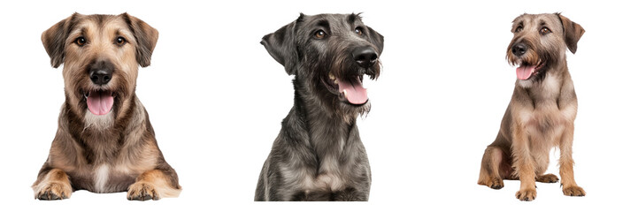 Obraz premium Three Irish Wolfhound dogs isolated on transparency background, looking cheerful