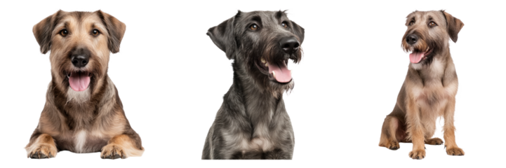 Three Irish Wolfhound dogs isolated on transparency background, looking cheerful