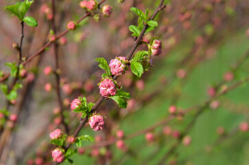 Almond tree branch with buds at the beginning of the flowering season. Closeup photo  selected...