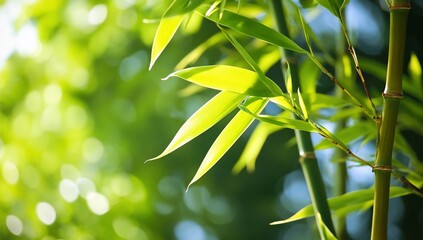 Obraz premium Green bamboo leaves in sunny forest, nature background, zen, spa backdrop