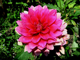 Obraz premium Dahlie mit KI erstellt