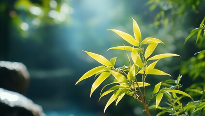 Obraz premium Sunlit Tropical Leaves in Lush Forest