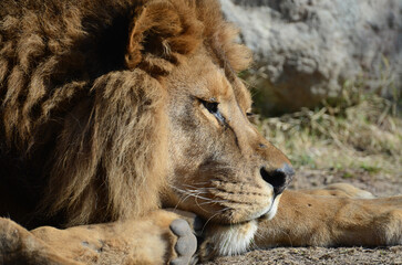 Lyon King from Buinzoo