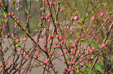 Young almond tree branches with buds and flowers at the beginning of the flowering season....