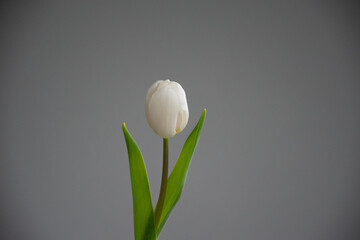 A single white tulip with green leaves against a neutral gray background, symbolizing purity and...